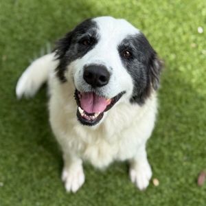 Maggie