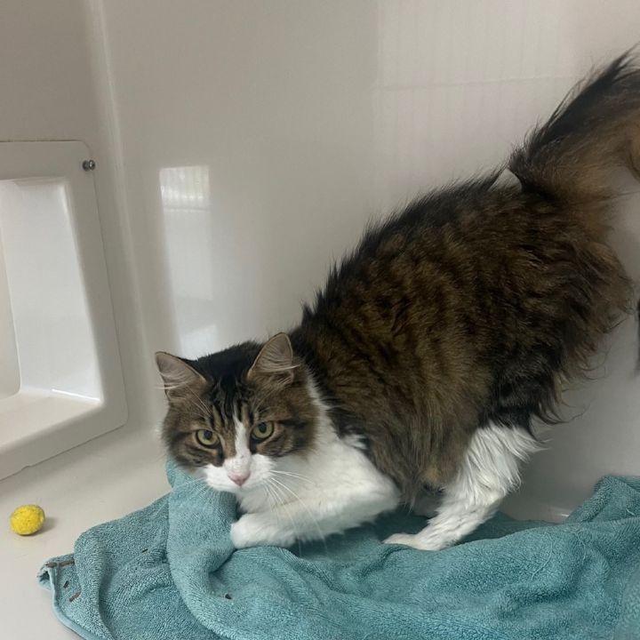 Squeakie 2