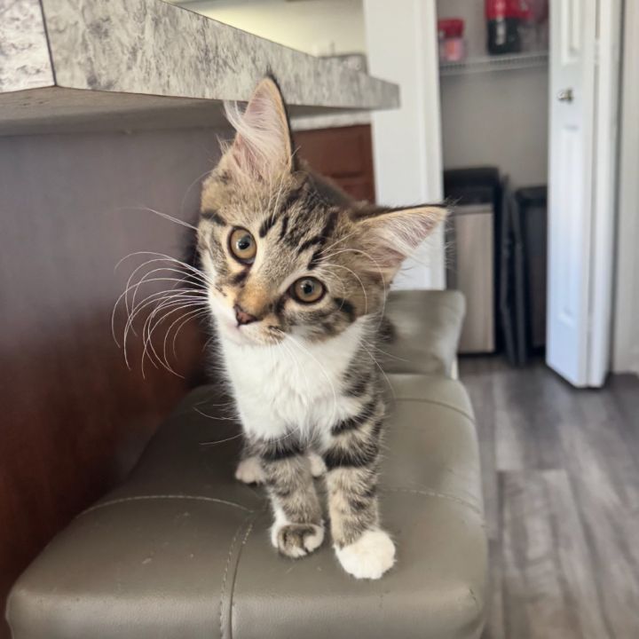 Nala 1