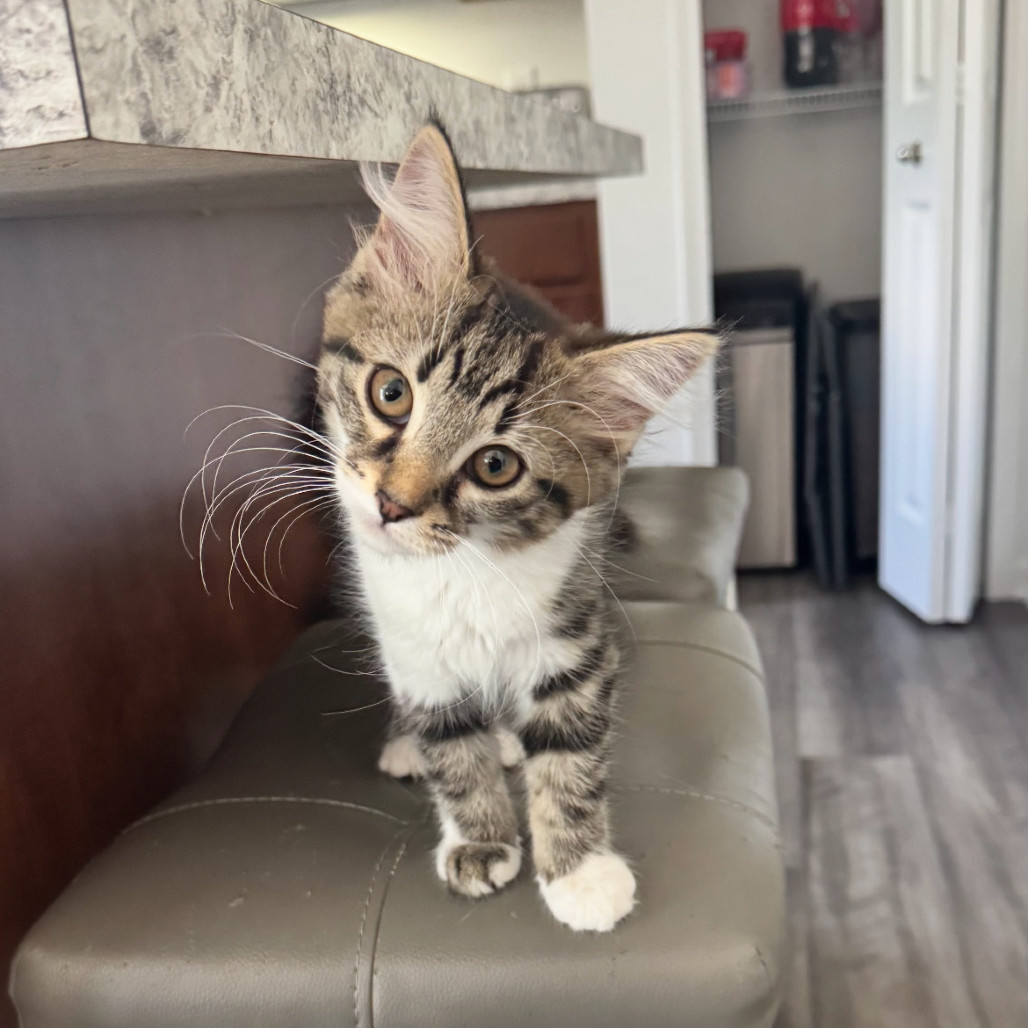 Nala
