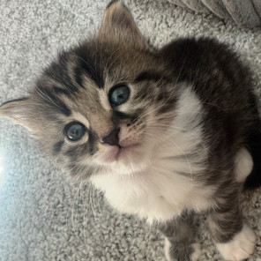 Nala