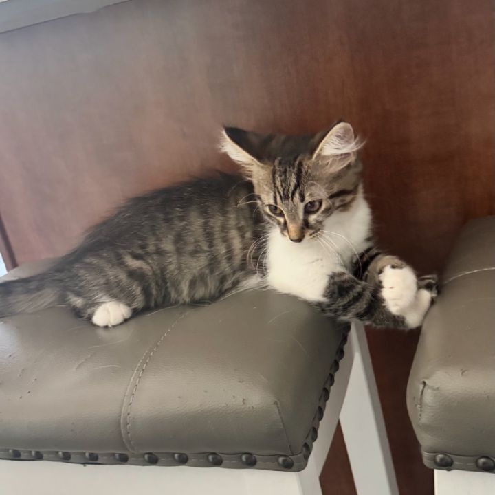 Nala 3