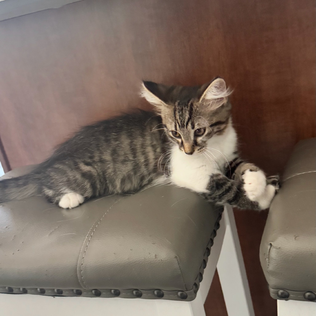 Nala