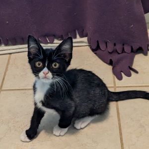 Wren, Baby Female Domestic Short Hair