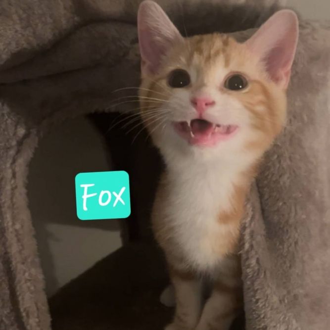 Fox