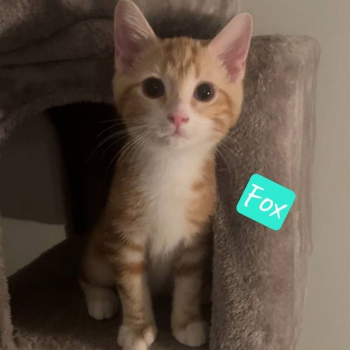 Fox 2