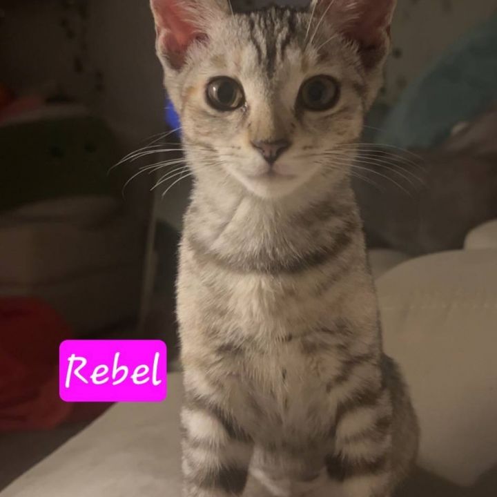 Rebel 2