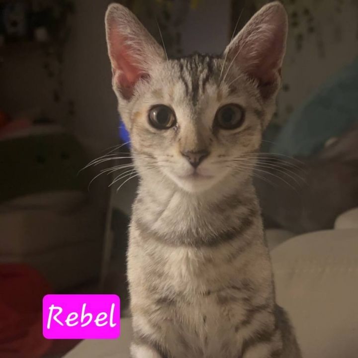 Rebel 3