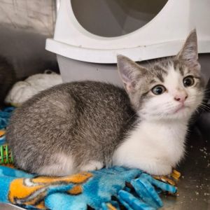 West, Baby Male Domestic Short Hair