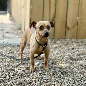 Kiki, Adult Female Mixed Breed