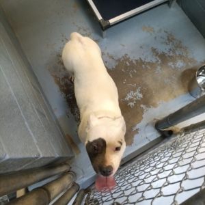 Mercedee, Adult Female Mixed Breed