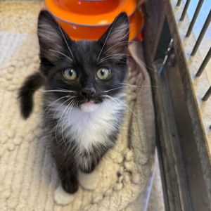 Hi My name is Topaz and Im at the Santa Barbara Campus Im a 2 month old male