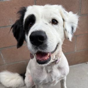 Hi My name is Zoey and Im at the Santa Barbara Campus Im a 7 year old Saint Bernard mix