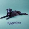Eggplant D25-096 photo 4