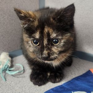 Pepper, Baby Female unknown