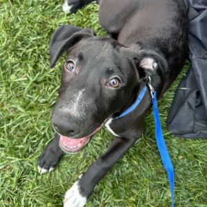 Cyrus, Baby Male Labrador Retriever