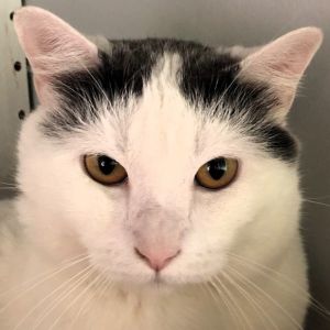 Bee, Adult Male Domestic Short Hair
