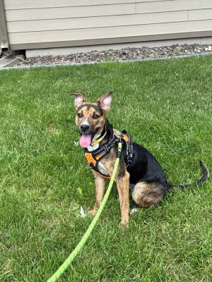 CHARLENE, Baby Female Australian Cattle Dog / Blue Heeler