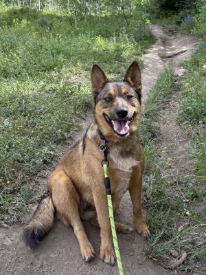 HATTIE, Adult Female Shepherd