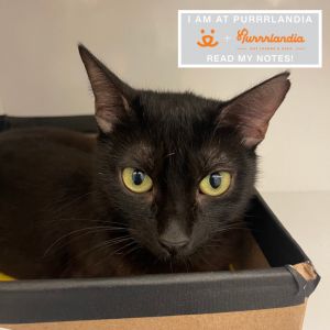 Filly Jonks, Young Female Domestic Short Hair
