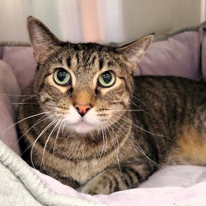 Darkari, Senior Male Domestic Short Hair