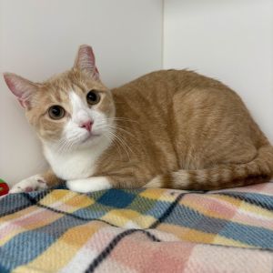 Atlas Domestic Short Hair Cat