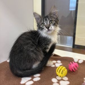Barney Domestic Medium Hair Cat