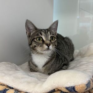 Cindy Lou Hoo Domestic Short Hair Cat
