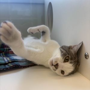 Waffles Domestic Short Hair Cat