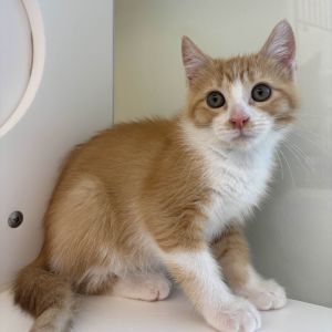 Halo Domestic Medium Hair Cat
