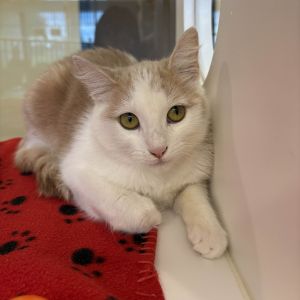 Dilly Domestic Long Hair Cat