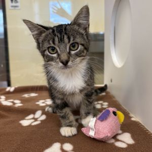 Velma Domestic Short Hair Cat