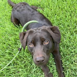 Whiskey, Young Male Chocolate Labrador Retriever