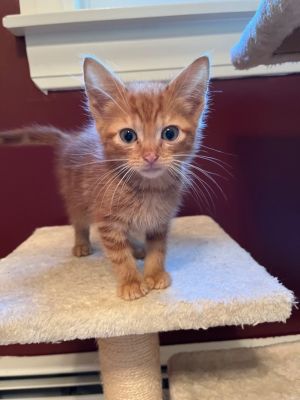 Alder Domestic Short Hair Cat
