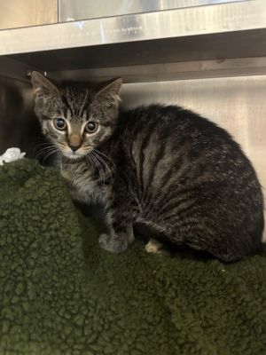 Yiannis Domestic Short Hair Cat