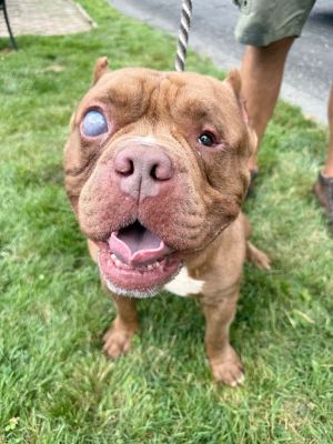 Jasper, Adult Male Terrier