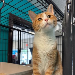 Big Papa Pump, Adult Male Domestic Short Hair
