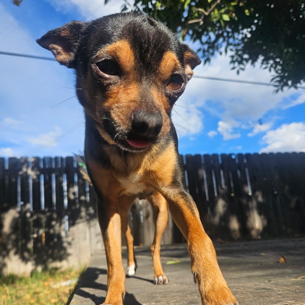 Archie, an adoptable Chihuahua in Fort Collins, CO, 80526 | Photo Image 1