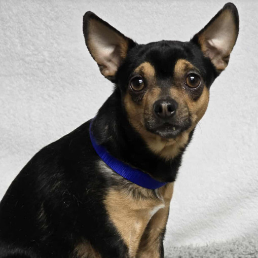 Archie, an adoptable Chihuahua in Fort Collins, CO, 80526 | Photo Image 2