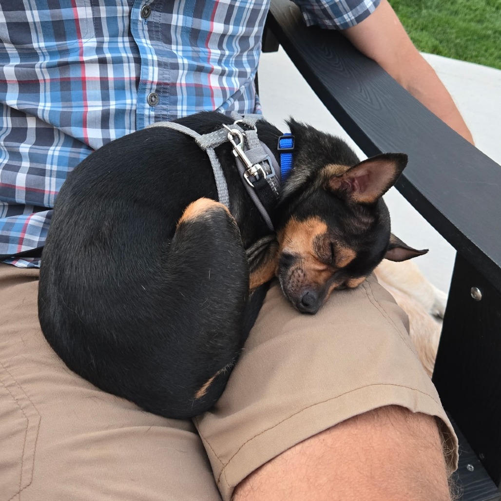 Archie, an adoptable Chihuahua in Fort Collins, CO, 80526 | Photo Image 3