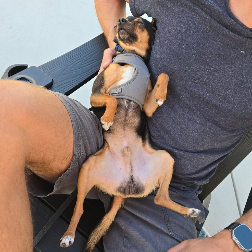 Archie, an adoptable Chihuahua in Fort Collins, CO, 80526 | Photo Image 4