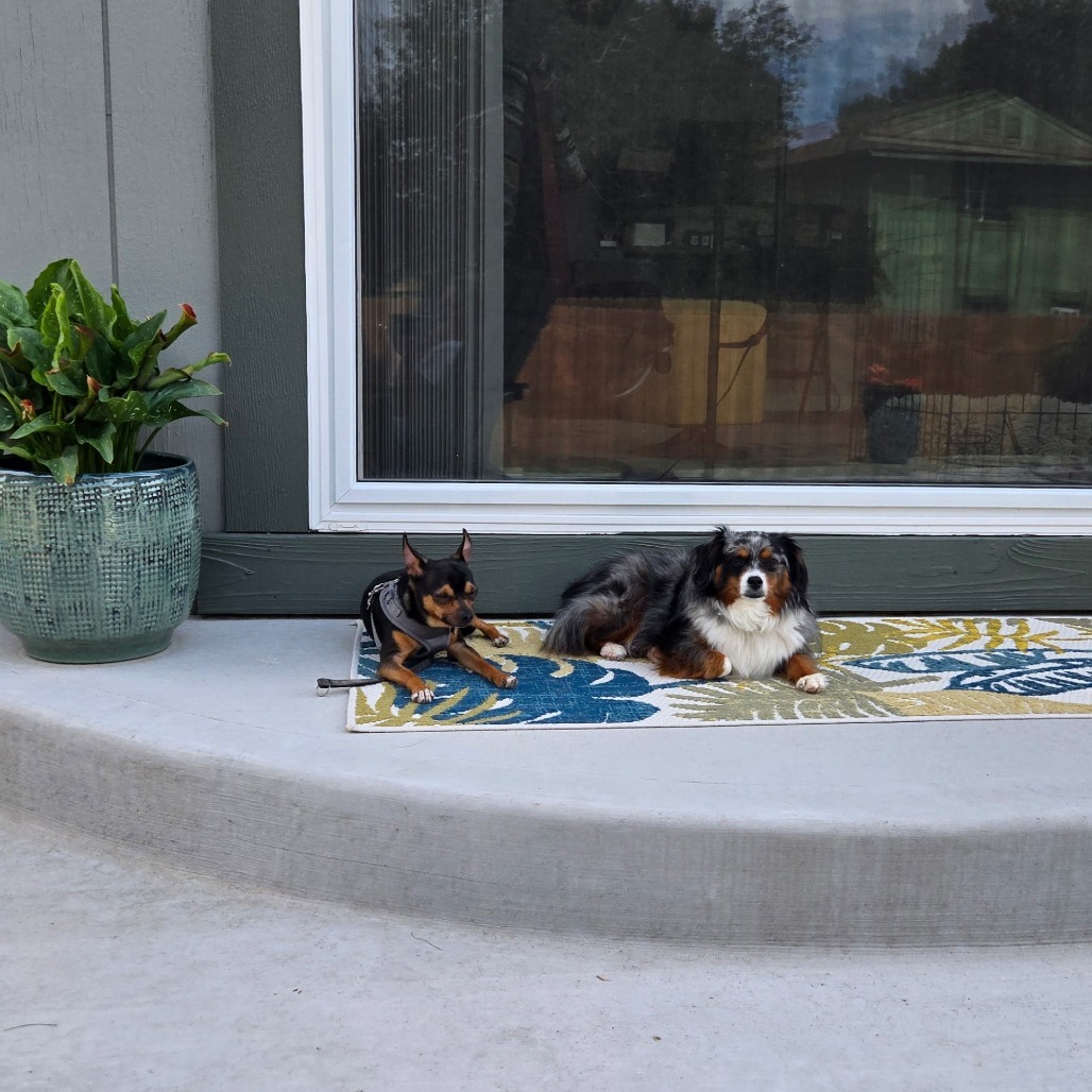 Archie, an adoptable Chihuahua in Fort Collins, CO, 80526 | Photo Image 5