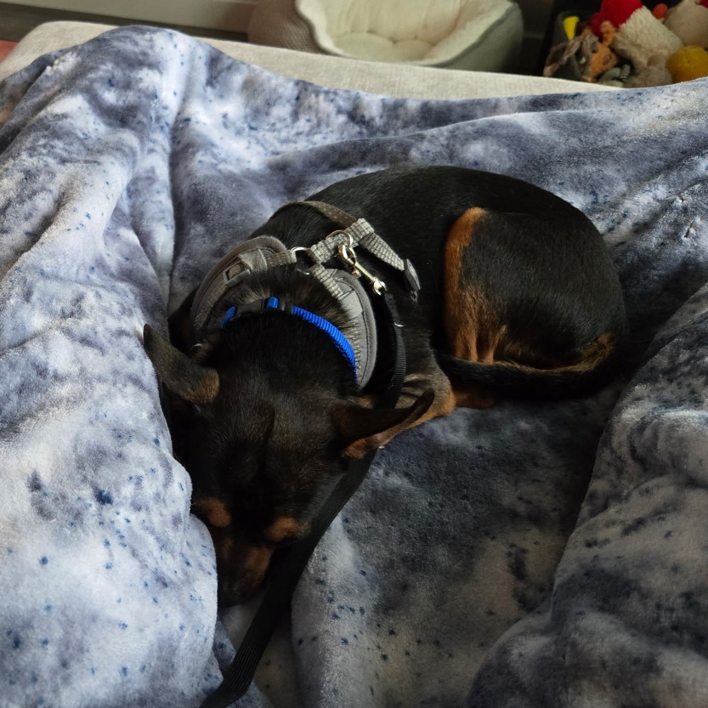 Archie, an adoptable Chihuahua in Fort Collins, CO, 80526 | Photo Image 6