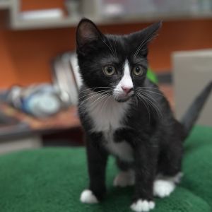 Quibble, Baby Female Domestic Short Hair
