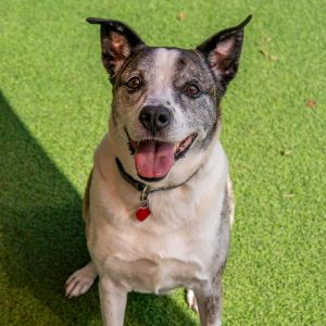 Bella, Senior Female Boxer