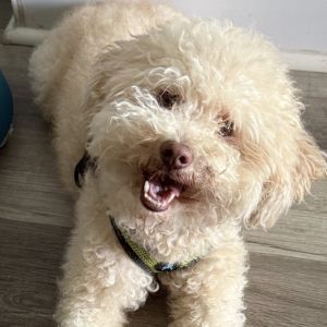 Jax 21404, Adult Male Poodle