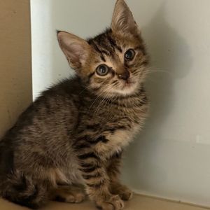 Jacek, Baby Male Domestic Short Hair