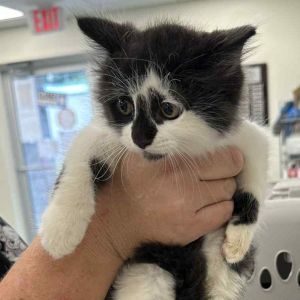 Calvin, Baby Male Domestic Medium Hair