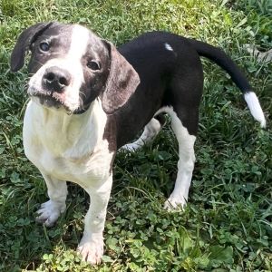 King Louie, Baby Male Pit Bull Terrier