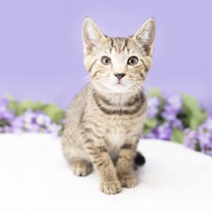 Carina, Baby Female Domestic Short Hair